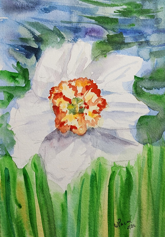 Daffodil Study